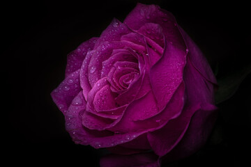 Beautiful pink rose on the black background. Drops of water. Closeup.