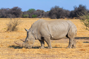 Fototapeta premium White rhino in natural habitat in Waterberg Plateau National Park in Namibia.