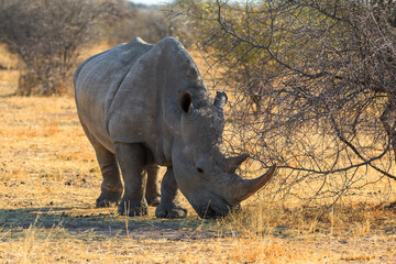 White rhino in natural habitat in Waterberg Plateau National Park in Namibia. - 564389923