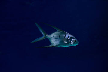 Trachinotus goodei fish swimming underwater