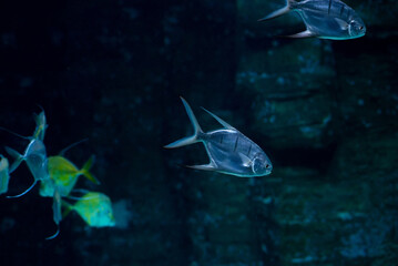 Fototapeta premium Trachinotus goodei fish swimming underwater