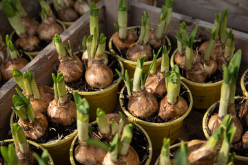 Growing Daffodils in the flowerpots - sping gandening preparations outdoor of the greek garden shop.