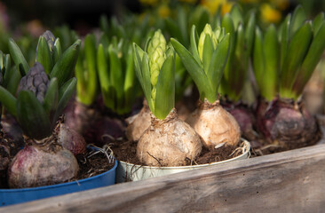 Young Hyacinthus orientalis bulbs in the ground in seedling trays at the greek garden shop - preparation for planting spring flowers gardening concept.