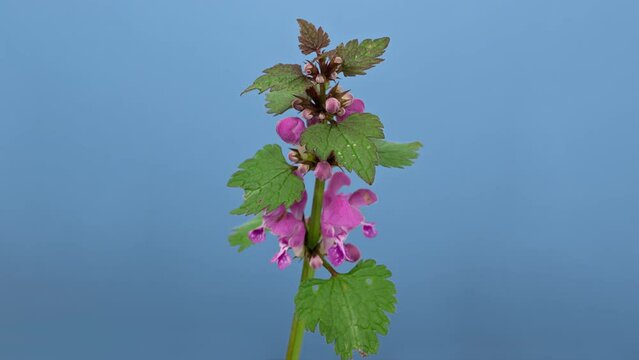 Purple Archangel (Lamium purpureum or Red dead-nettle or Red henbit) spring wild flowers close-up, isolated on blue screen