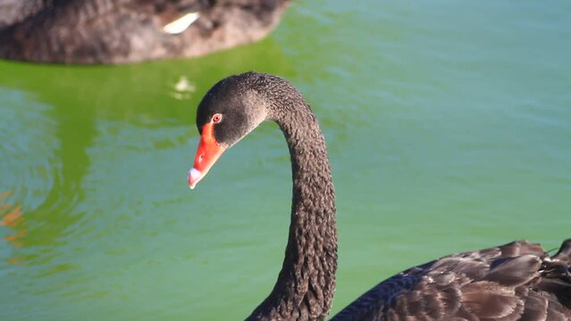 Black swans swimming in the pond. Closeup of swan casually looking around. Canon 7D & 135mm f2.0
