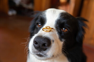 Will you marry me. Funny portrait of cute puppy dog border collie holding two golden wedding rings...