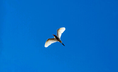 Cattle Egret (Bubulcus ibis)