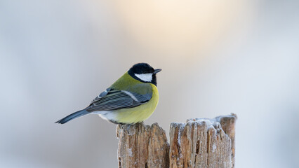 Great tit (Parus major) on old tree in winter