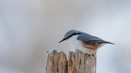 Eurasian nuthatch (Sitta europaea) on old tree in winter