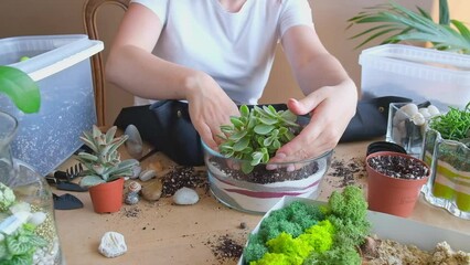 Unrecognized woman in white t-shirt planting succulent in florarium.