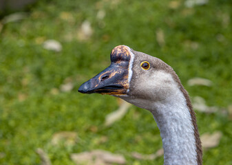 close up of a head of goose