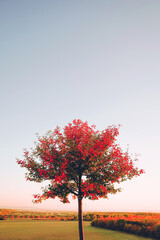 Obraz na płótnie Canvas Lonely autumn tree on the hill against blue sky