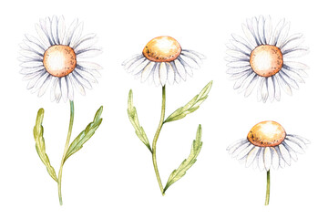 Watercolor set of chamomile flowers on a white background