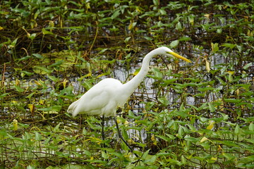 The Great Egret (Ardea alba), also known as Great White Egret, Common Egret, Large Egret or Great White Heron, is a large, widely-distributed egret. Amazoas, Brazil.
