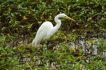The Great Egret (Ardea alba), also known as Great White Egret, Common Egret, Large Egret or Great White Heron, is a large, widely-distributed egret. Amazoas, Brazil.