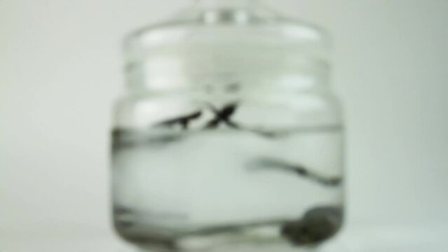 Blurred background for alternative medicine. Medical leeches in a jar on a white background . High quality FullHD footage