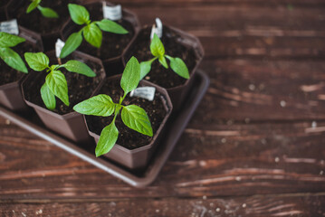 Young seedlings of peppers in pots. Home gardening. Spring gardening concept.