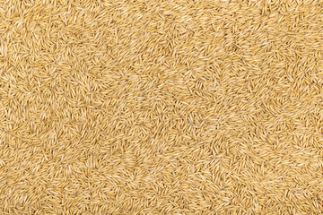 Oat grains texture. Grain background.