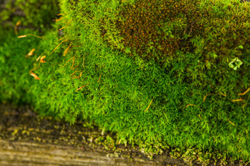 Green moss on a wooden background.