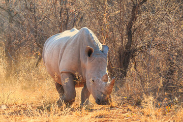 Fototapeta premium White rhino in natural habitat in Waterberg Plateau National Park in Namibia.