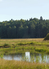 lake in the forest