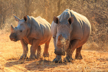 White rhino in natural habitat in Waterberg Plateau National Park in Namibia. - obrazy, fototapety, plakaty