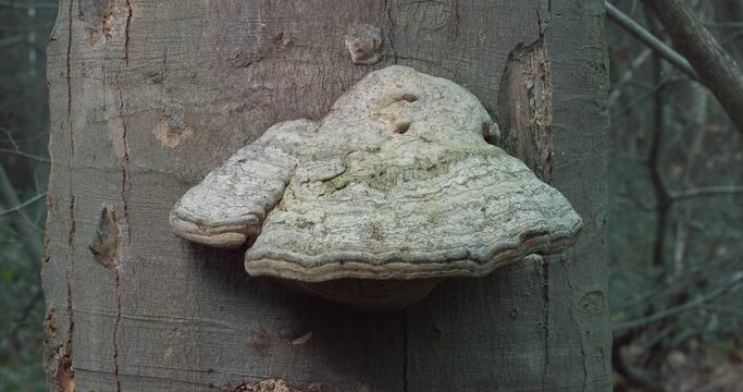 Fomes fomentarius