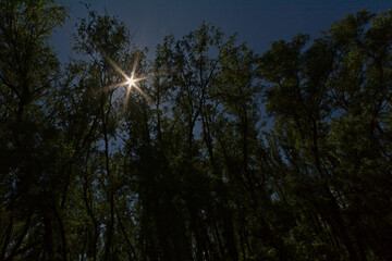 Sunstar through tree silhouettes on a dark blue sky