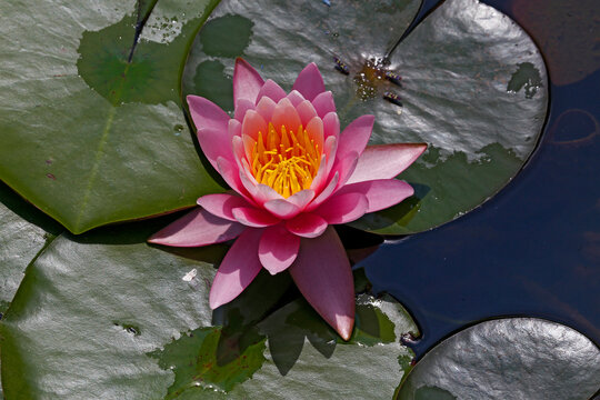 Water lily or lotus. Holambra, city of flowers, interior of the state of Sao Paulo, Brazil