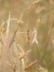 Obraz premium close up of grass