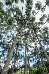 Brazilian pine forest seen from bottom up in Gonçalves, city in the interior of Minas Gerais, Brazil