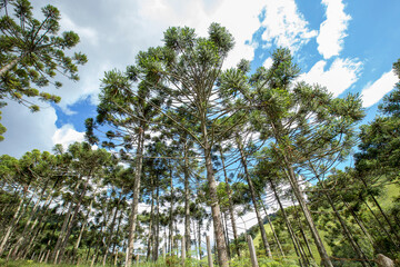 Brazilian pine forest seen from bottom up in Gonçalves, city in the interior of Minas Gerais,...