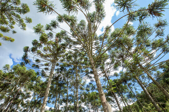 Brazilian pine forest seen from bottom up in Gonçalves, city in the interior of Minas Gerais, Brazil