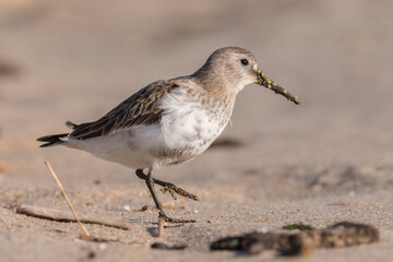 Dunlin (Calidris alpina) walking on the beach and looking for food during autumn migration. Bird in natural habitat