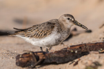 Dunlin (Calidris alpina) walking on the beach and looking for food during autumn migration. Bird in natural habitat