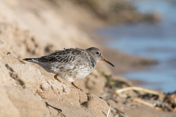 Purple sandpiper (Calidris maritima) walking on the beach and looking for food during autumn migration. Bird in natural habitat
