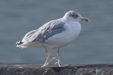 The European herring gull (Larus argentatus) on the background of the sea. Bird with leg amputated due to entanglement in a piece of net or string