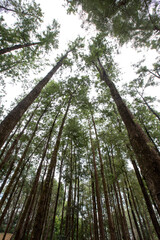 Fototapeta premium Eucalyptus plantation for industrial use, view from below. Interior of the state of Sao Paulo, Brazil