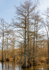 Beautiful cypress trees on Cross Lake, Louisiana, at the winter sunset