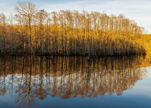 Beautiful cypress trees on Cross Lake, Louisiana, at the winter sunset