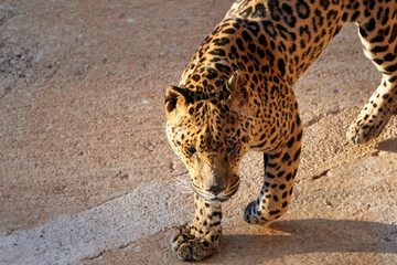Beautiful half body portrait of a jaguar looking forward with its beautiful whiskers in the natural park of cabarceno, in Cantabria, Spain, Europe © Vicente