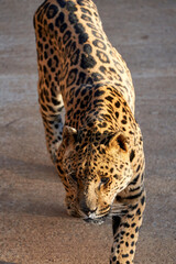 Beautiful almost full body portrait of a jaguar looking forward with its beautiful fur in the natural park of cabarceno, in Cantabria, Spain, Europe