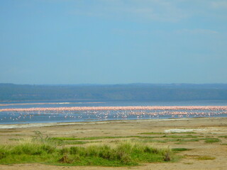 Lake Nakuru flamingos