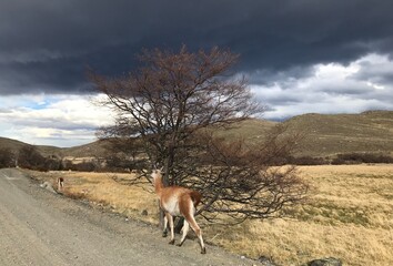 Torres del Paine