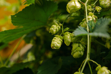 Farming and agriculture concept. Green fresh ripe organic hop cones for making beer and bread,...