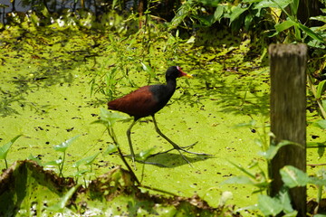 The Wattled Jacana (Jacana jacana) is a wader which is a resident breeder from western Panama and Trinidad south through most of South America east of the Andes. Amazonas, Brazil