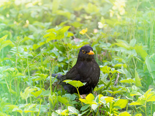 Blackbird in green spring grass .Bird (turdus merula )Beautiful nature photo .Sunny day