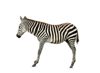 Beautiful striped African zebra on white background. Wild animal