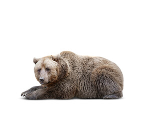 Furry bear on white background. Wild animal