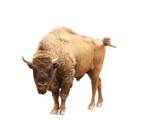 American bison on white background. Wild animal © New Africa